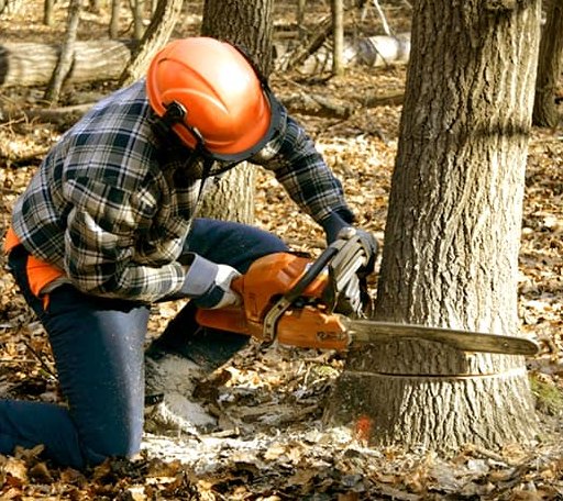 Tree Removal in Troy, VA